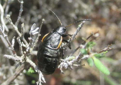 Réf. 209 304 : Arima marginata